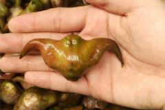 菱角長在哪里？菱角是長在什么地方？[多圖]